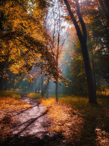 istock Morning sun in the forest. Atmospheric autumn landscape. 1341087561