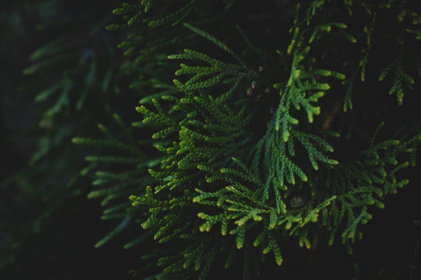 istock Thuja on a dark green background with soft shadows, a coniferous tree. 1341088654