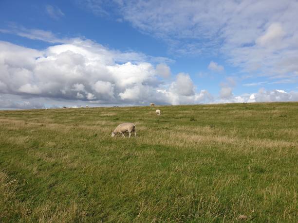 istock Meadow with sehen in Northern Germany 1341088922