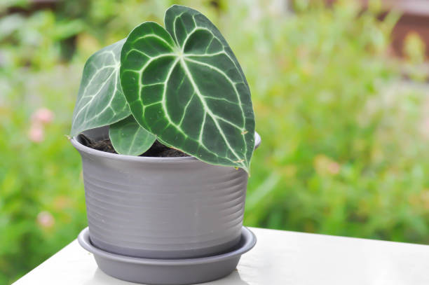 istock Anthurium clarinervium, Anthurium crystallinum or Anthurium hybrid 1341089011