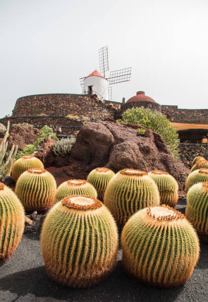 istock Cactus garden in Lanzarote, Canary Islands, Spain 1341089147