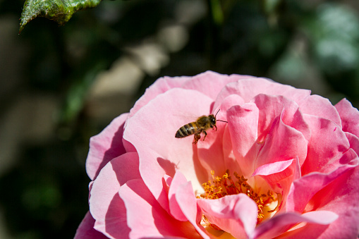 Bee In Pink Rose
