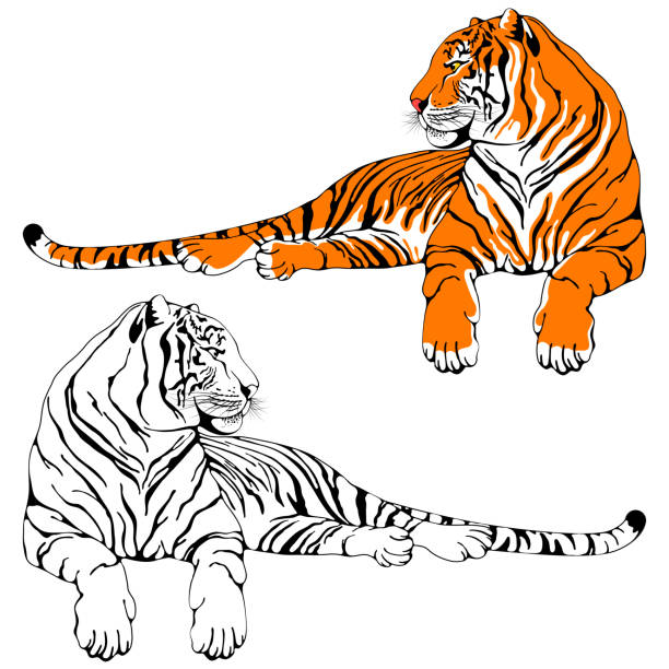 liegender tiger-zeichensatz - tiger stock-grafiken, -clipart, -cartoons und -symbole