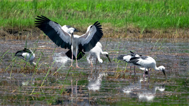 istock A Group of Asian Open bill bird in the field rice 1341091449