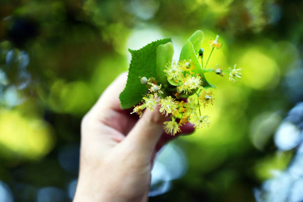 The male hand holds a bunch of linden flowers. stock photo