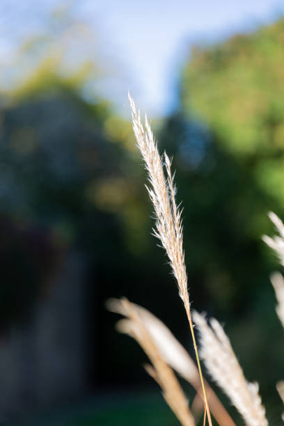 istock Tip of grass in the field 1341091827
