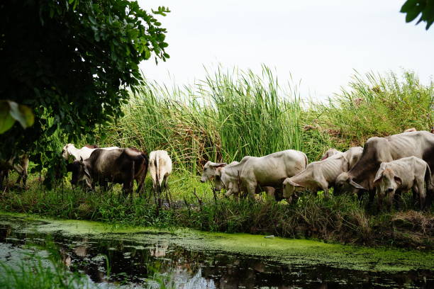 istock A group of Cows eating grass 1341092647