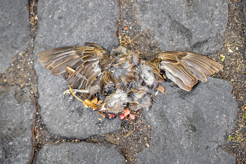 Traffic killed sparrow in the street of Ponta Delgada on the Portuguese Azorean Island San Miguel in the center of the North Atlantic Ocean