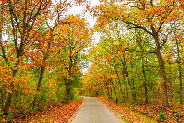 istock Autumn forest landscape in daylight scenery 1341094007