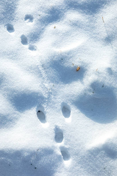 istock Animal footprints in snow, cold winter hunting concept 1341094053