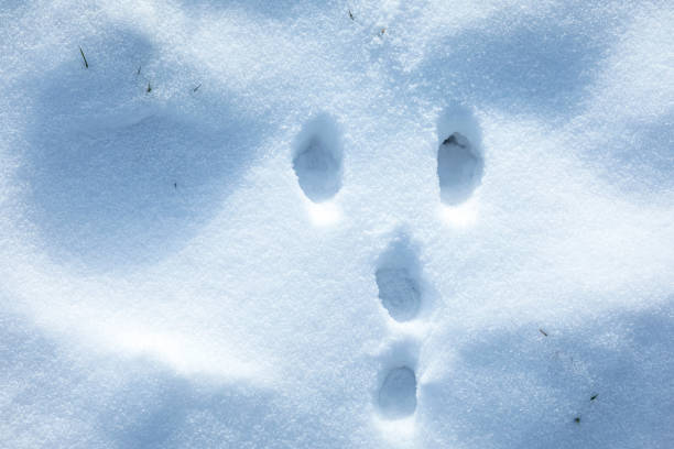 istock Animal footprints in snow, cold winter hunting concept 1341094062
