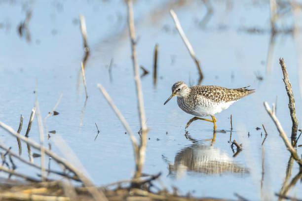 istock wood sandpiper, Tringa glareola, bird foraging 1341094076