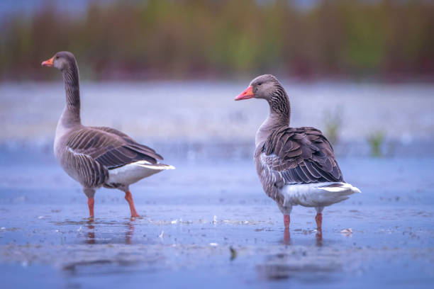 istock Greylag goose Anser Anser washing 1341094115