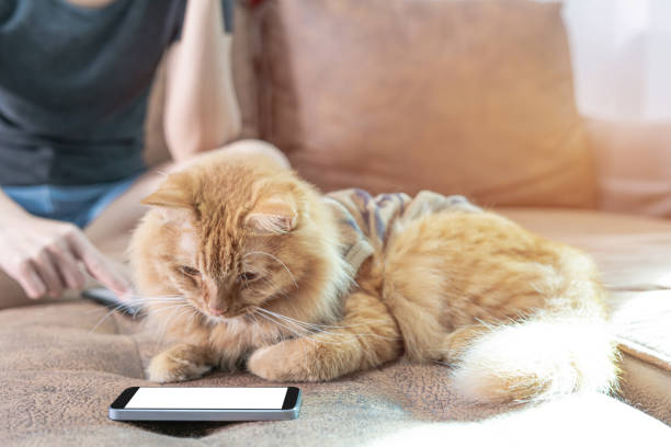 istock Ginger Cat looking smartphone on the sofa and women use smartphone in background 1341094163