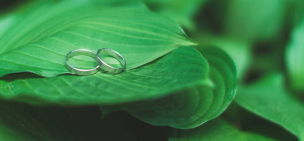 istock wedding rings on fresh green leaf on green leaves background 1341094474