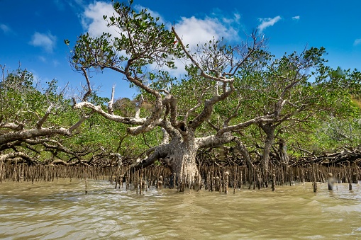 Mangroves of Mayotte Indian Ocean