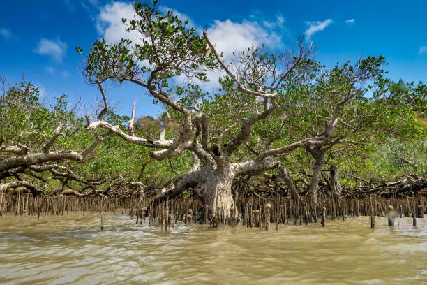Mangroves of Mayotte Mangroves of Mayotte Indian Ocean mayotte stock pictures, royalty-free photos & images