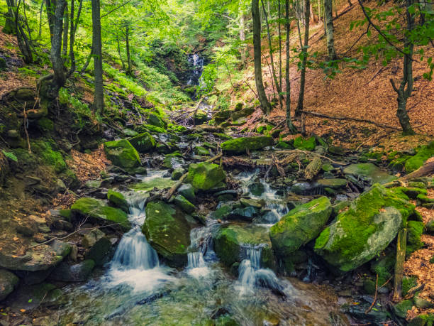 istock Water stream hidden in the forest. 1341095788