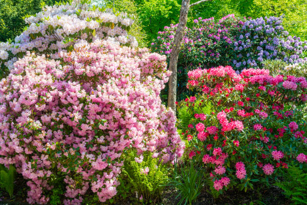 Rhododendron multicolored Rhododendron in beatiful colors rhododendron stock pictures, royalty-free photos & images