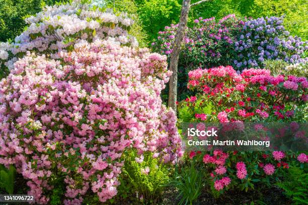 Rhododendron Multicolored Stock Photo - Download Image Now - Rhododendron, Garden, Outdoors