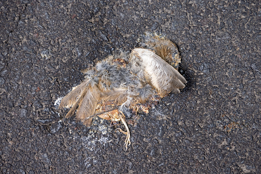 Traffic killed sparrow in the street of Ponta Delgada on the Portuguese Azorean Island San Miguel in the center of the North Atlantic Ocean