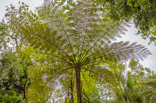Tree ferns which is ferns there have adapted to live in tropical forests are quite popular in public parks on the Portuguese Azorean Islands. This is from Furnas, a town on San Miguel with a lot of geothermal activity