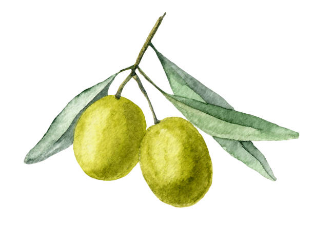 ilustrações, clipart, desenhos animados e ícones de azeitonas verdes de aquarela - olive tree oil industry cooking oil