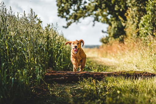 Puppy jumping over logs and sticks in a field forest