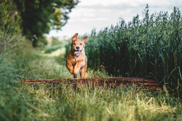 golden retriever puppy skaczący w polu - puppy dog toy outdoors zdjęcia i obrazy z banku zdjęć