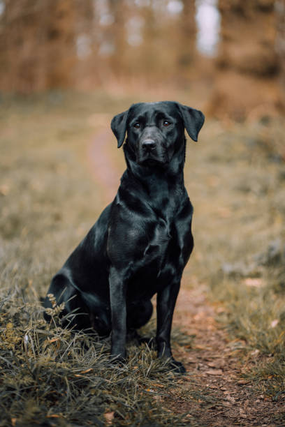 istock Black Labrador sitting majestically in a field 1341100320