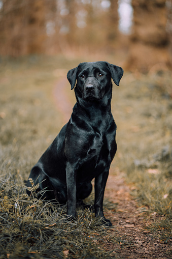 black labrador sitting and listening isolated on white