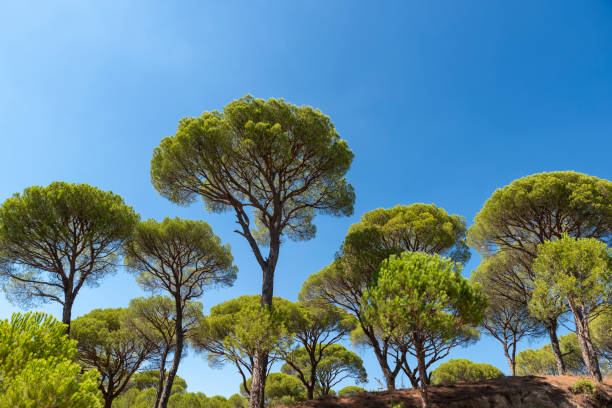 Maritime pines on a blue clear sky