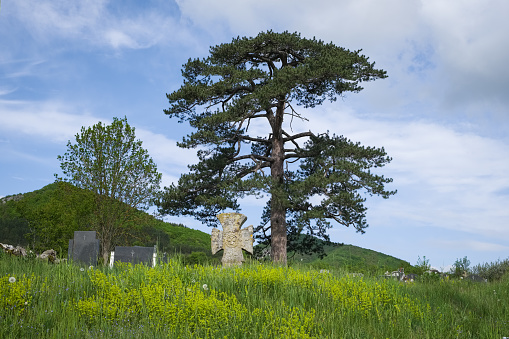 Old, large, state protected black pine tree on a graveyard covered in sunlit grass, ancient orthodox stone cross and black tombstones