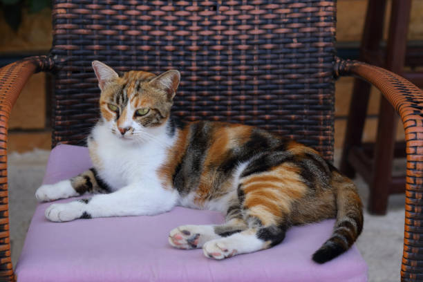 Sleeping ginger cat.Close-up Portrait of cat ,curious Looking in camera with beautiful eyes.Beautiful cute cat taking sun bath at streetcat on a wicker chair resting in the city center in a cafe.Tabby gato de jengibre dormido. primer plano retrato de gato, curioso mirando en cámara con hermosos ojos. hermoso gato lindo tomando un baño de sol en streetcat en una silla de mimbre descansando en el centro de la ciudad en una cafetería. atigrado