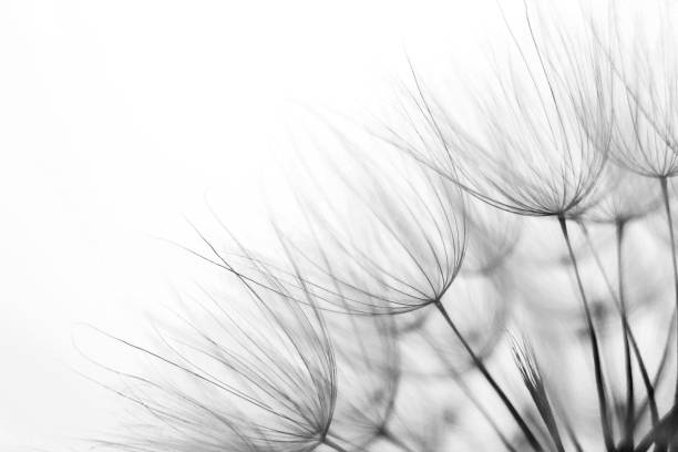 istock Part Of The Dandelion 1341102334