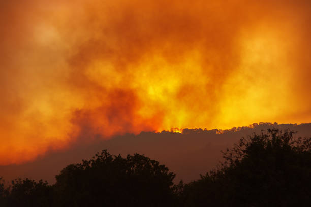 istock Forest wildfire at night with silhouettes of trees against dramatic red sky 1341102830
