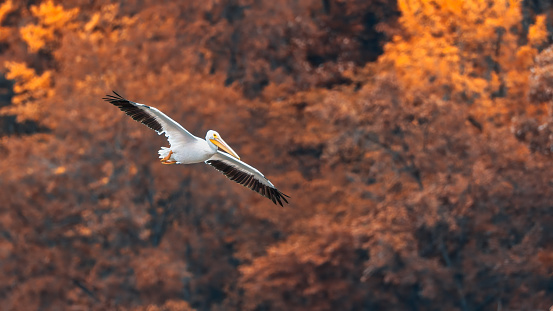lone pelican on fall background