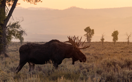 lone moose at sunrise
