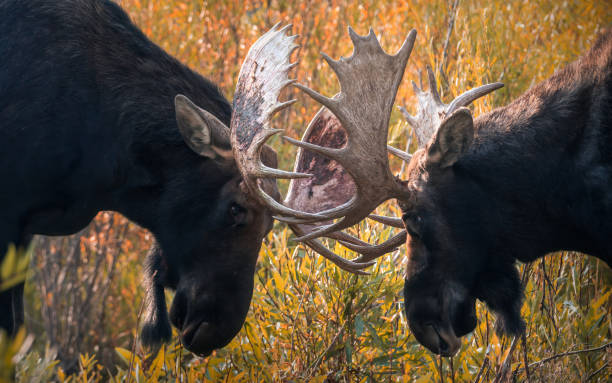 istock two bull mooses clashing antlers during rut mating season 1341103384