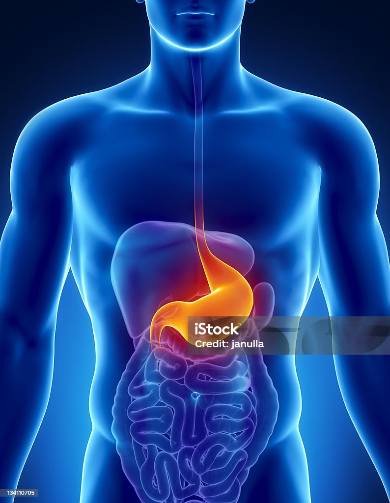 Highlighted stomach in the male digestive system Male anatomy of human organs in x-ray view Stomach Stock Photo