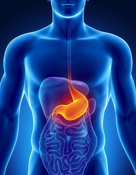 Highlighted stomach in the male digestive system stock photo