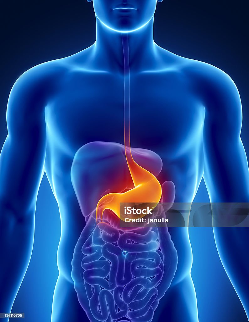 Выделенные желудок самцам Пищеварительная система - Стоковые фото Желудок роялти-фри