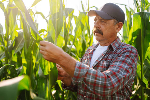 istock Farmer, Owner corn farm standing in corn field examining crop. 1341107178
