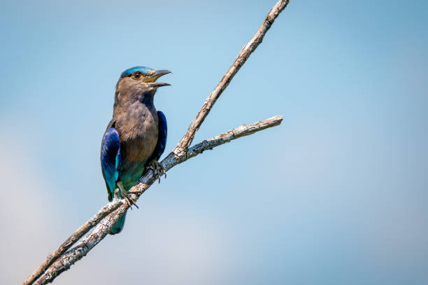 Indian roller bird on branch of died tree Indian roller bird on branch of died tree coracias benghalensis stock pictures, royalty-free photos & images