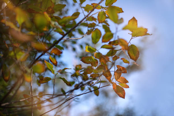 istock Autumn leaves with the blue sky background 1341108750