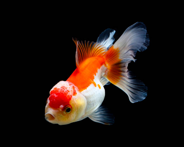 istock goldfish isolated on a dark black background 1341108780