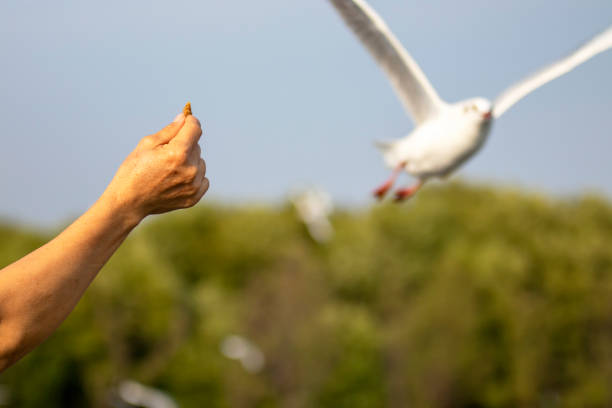 istock Seagulls eating food from tourists 1341109537
