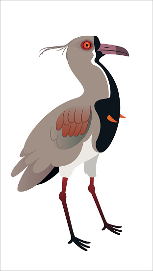 Vector Southern Lapwing
