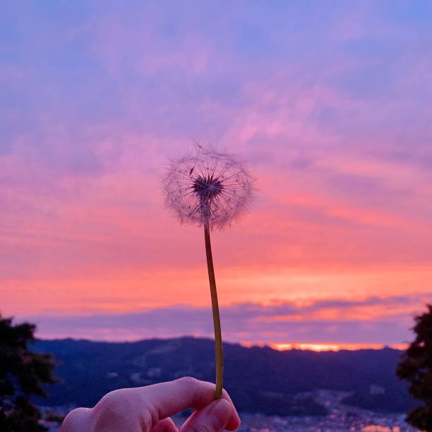 Dandelion in the sunset with beautiful bokeh. Light breaks through the flower. Nature photo