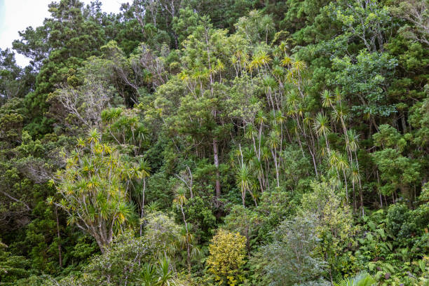 istock Lush foliage in a subtropical climate 1341111187